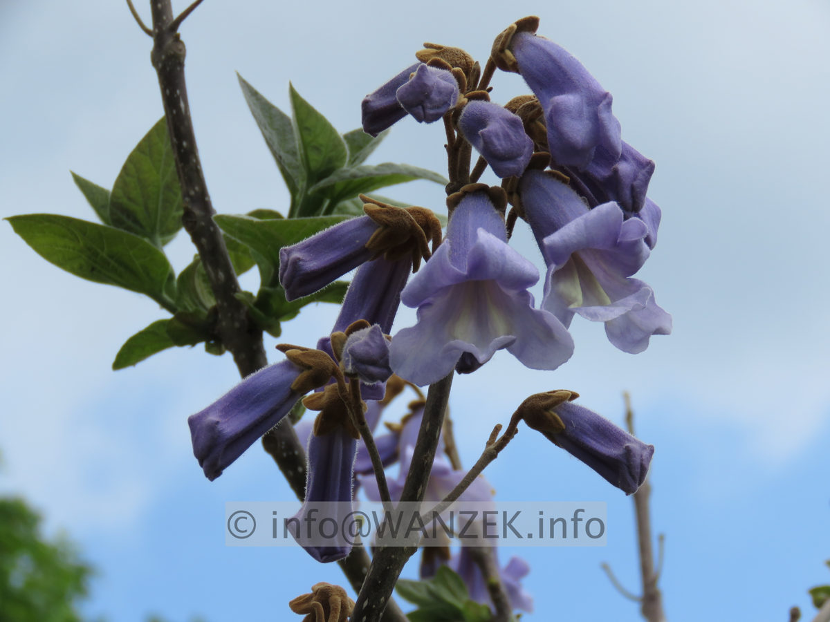 Paulownia tomentosa - Bluetenmacro 02.JPG